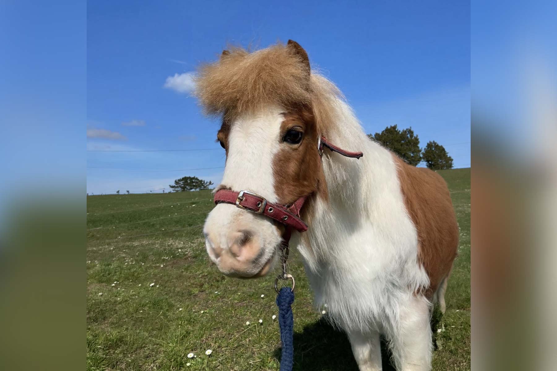 Peanut-mini-horse